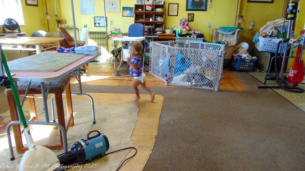 This little lady made laps around the shop after the day was cleaned up. Look at her go!