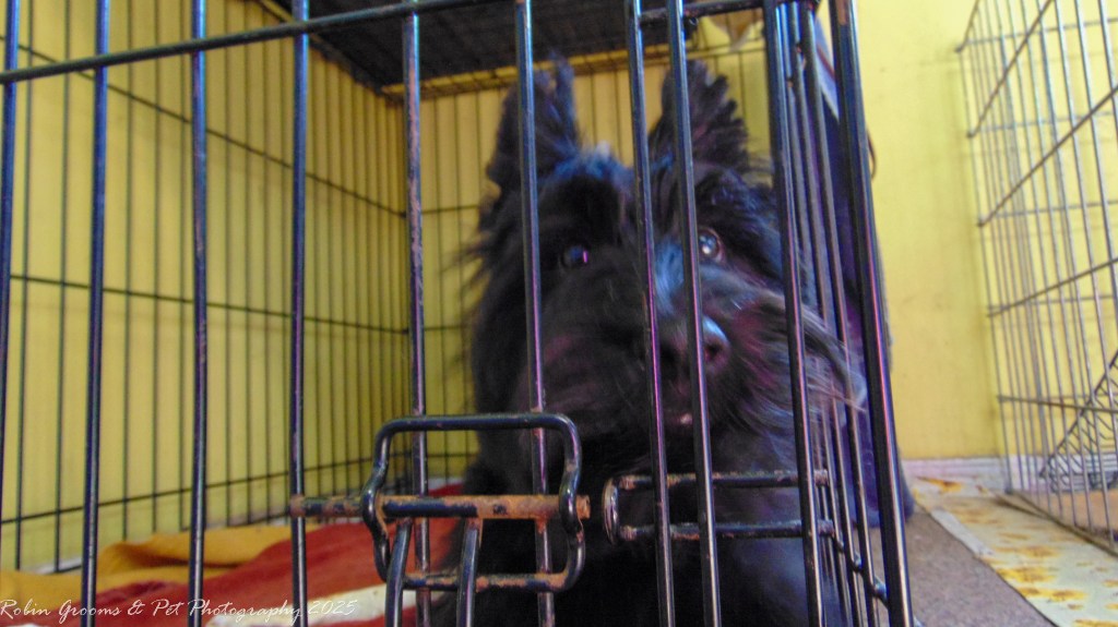 This guy is super playful, after his bath he couldn't get enough playtime in before his appointment was over.